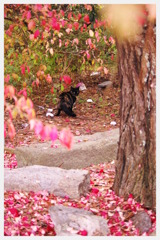 花と猫