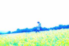 菜の花畑