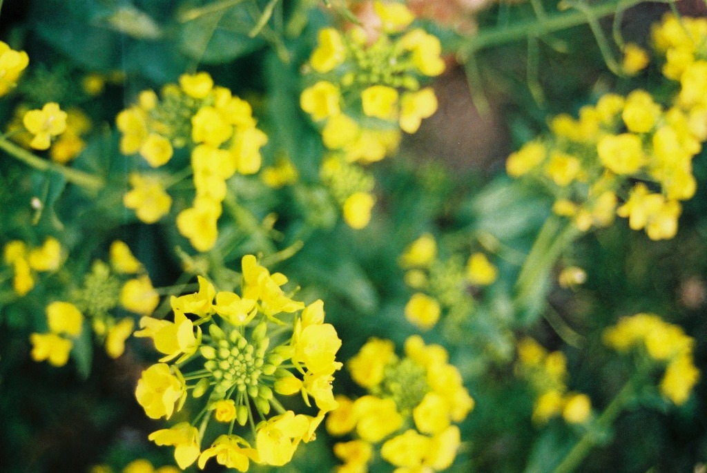 菜の花