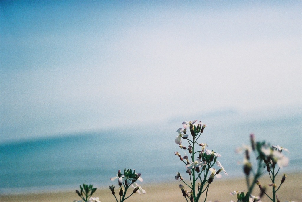 海の花