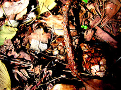dead leaves