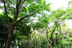 midori