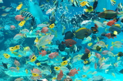 ちゅら海水族館　お食事タイム