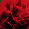 紅