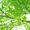 初夏の候