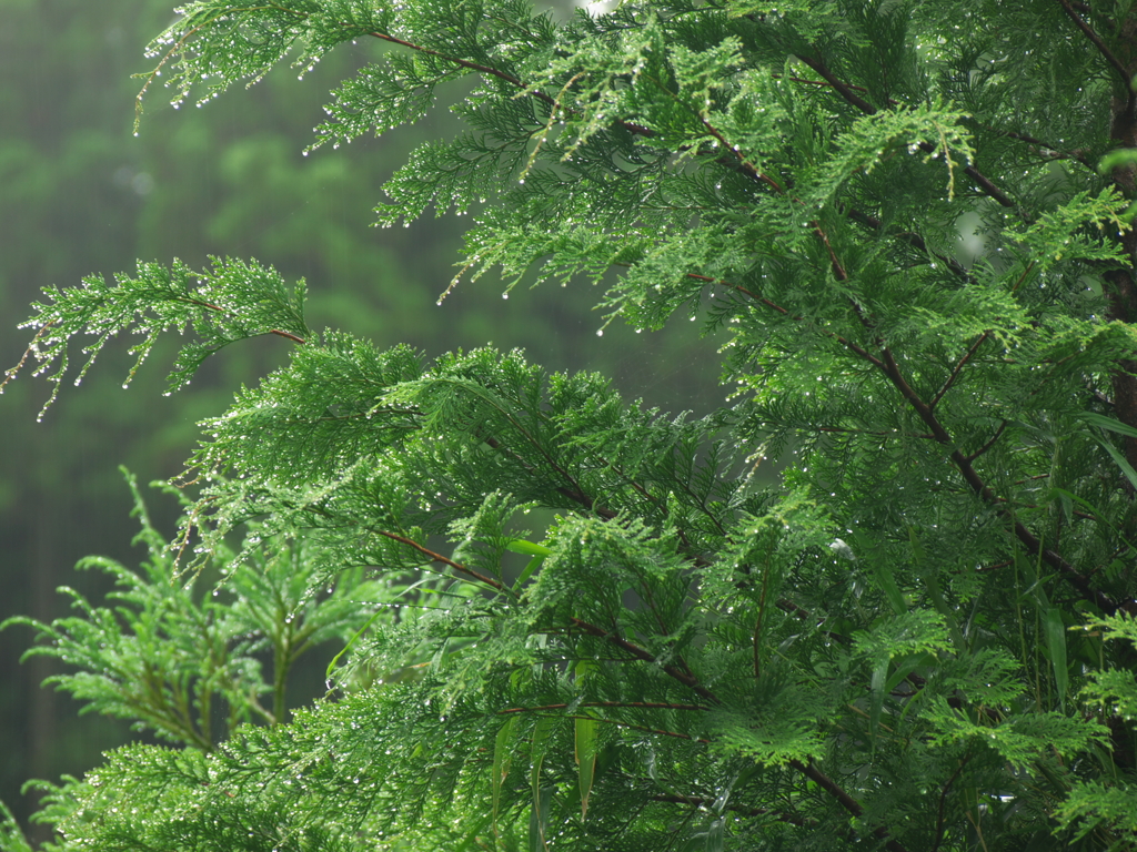 雨情