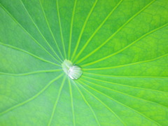 Water lily