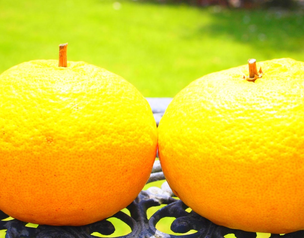 Summer Orange