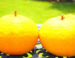 Summer Orange