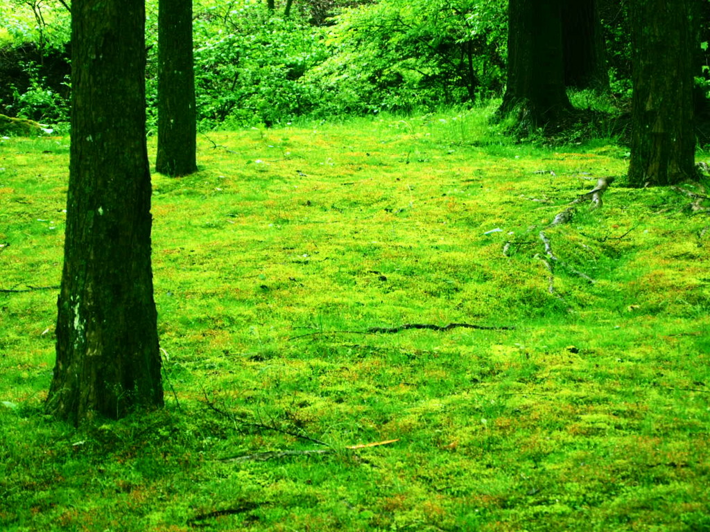 Sezon Museum of Modern Art