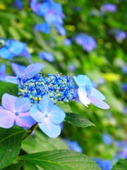 Hydrangea