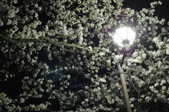 夜桜（佐藤公園）