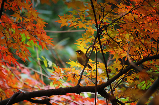 梅に鶯ならぬ紅葉にメジロ