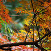梅に鶯ならぬ紅葉にメジロ