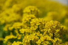 菜の花