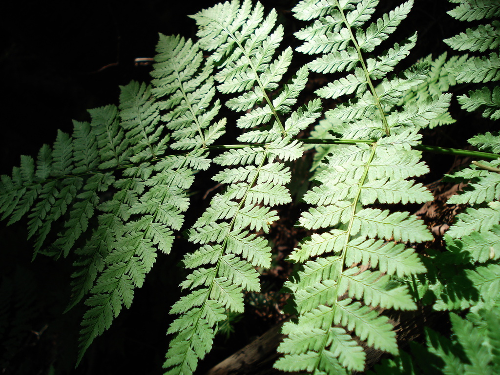 北八ヶ岳の植物