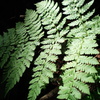 北八ヶ岳の植物