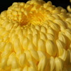 菊花展