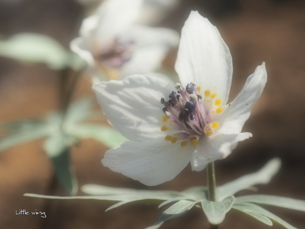 Spring ephemeral 2017 