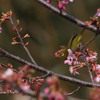 桜にメジロ