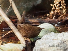 湧水の沢辺にて②