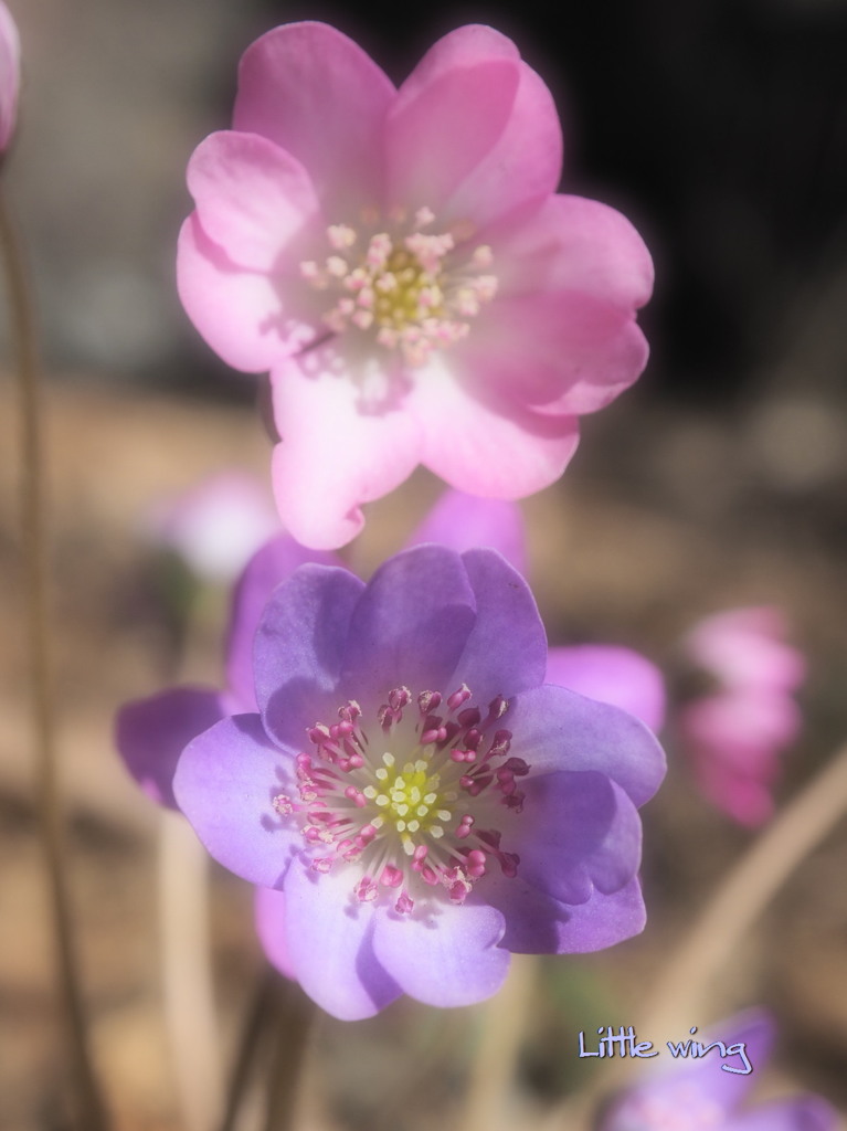Spring ephemeral 2017 