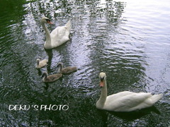 白鳥一家