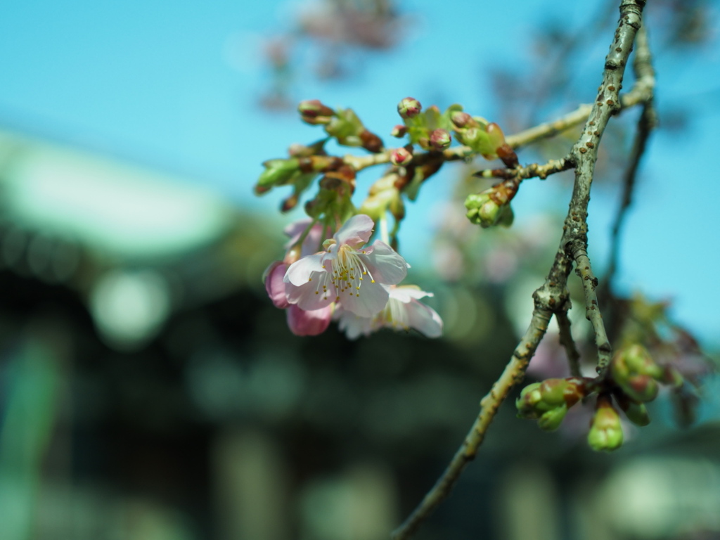 河津桜