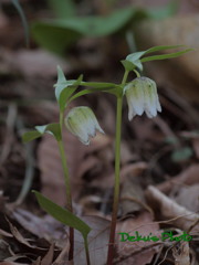 Spring ephemeral