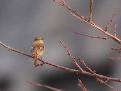 河原のおジョウちゃん♪