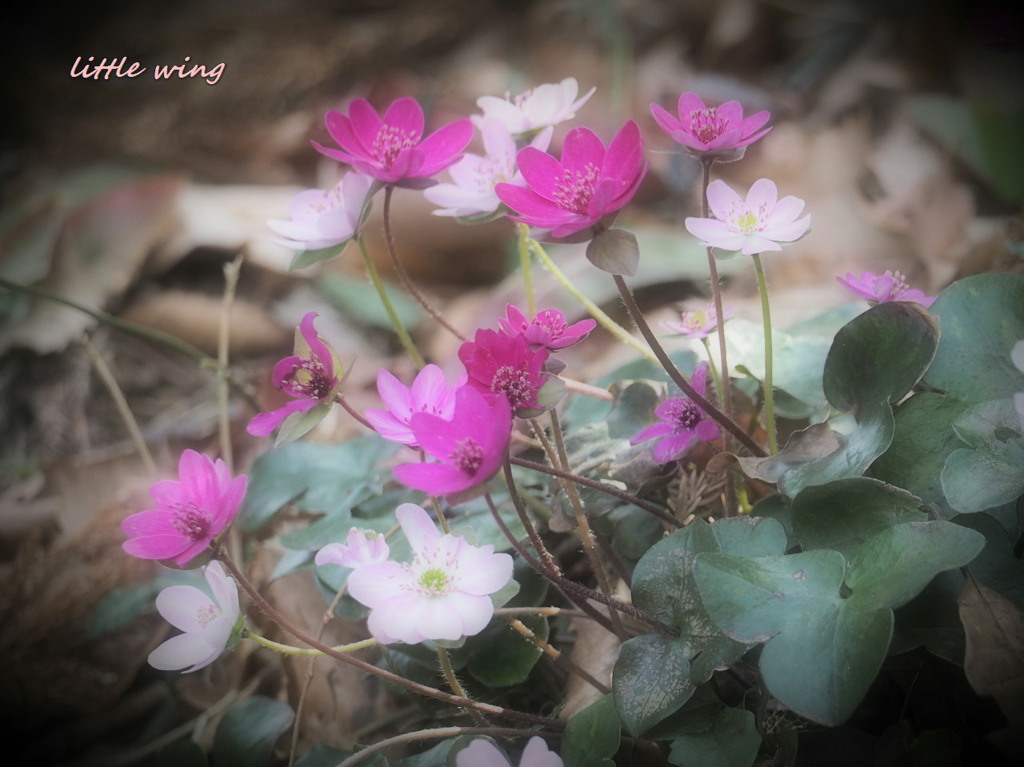 Spring ephemeral 2021