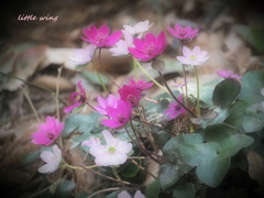 Spring ephemeral 2021