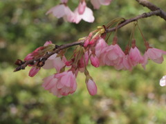 オールドレンズで桜を