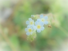足元の春