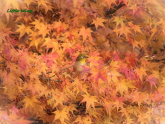 紅葉狩り？