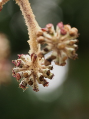 Tetrapanax papyrifer