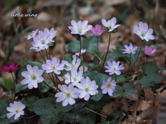 Spring ephemeral 2021