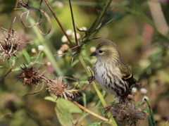 マヒワ　♀