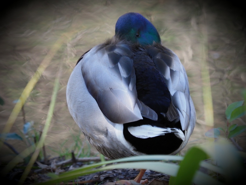 鳥の羽は美しい～♪