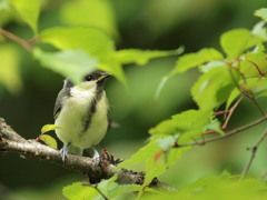 シジュウカラ幼鳥