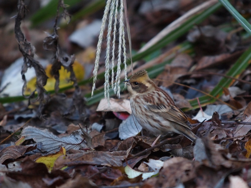 久々の鳥撮り