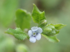 ハナイバナ（葉内花）