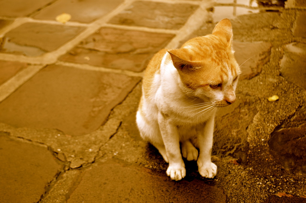 猫