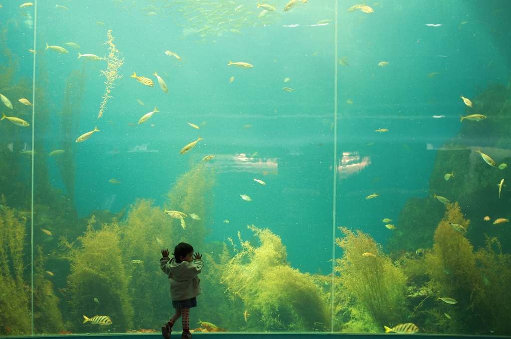 お魚さん　Ⅰ