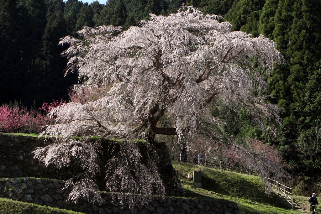 SAKURA