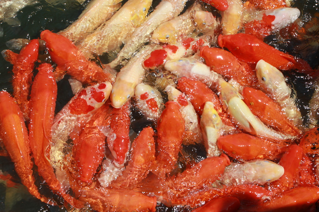 プログラムNo．５　餌取り合戦