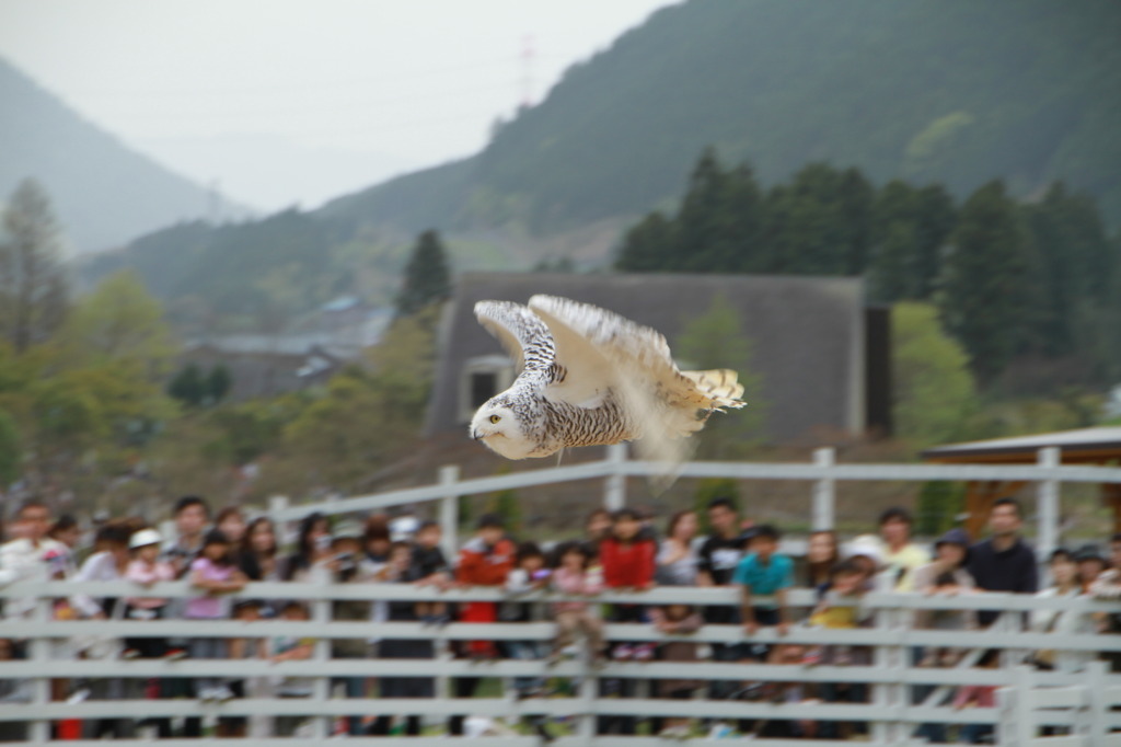 カメラ目線