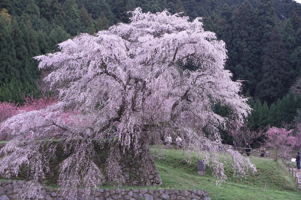 又兵衛桜２０１２