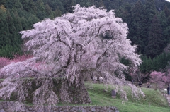 又兵衛桜２０１２