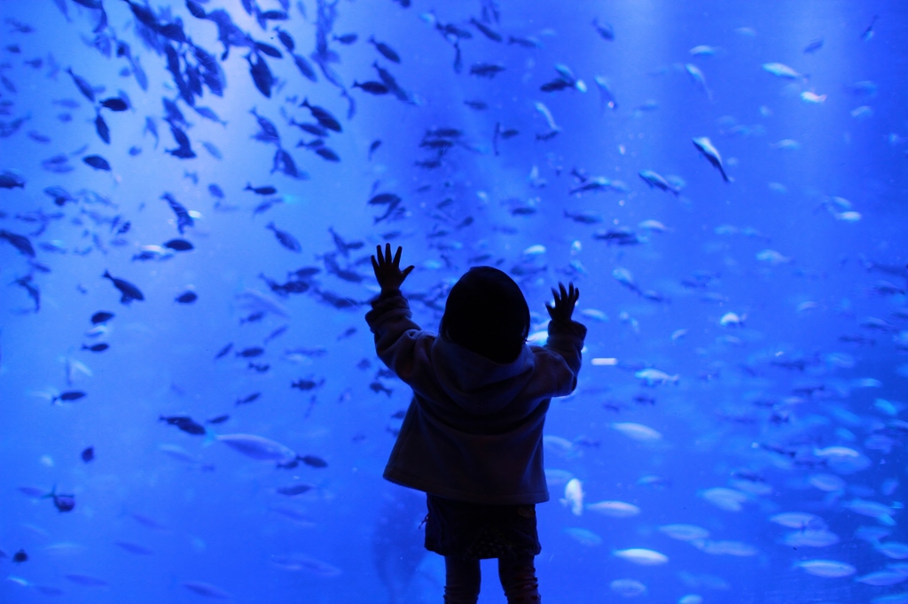 お魚さん　Ⅱ